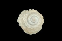 藏品(陽傘螺)的圖片